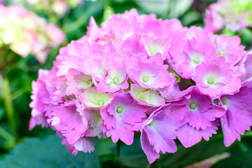 Magenta pink hydrangea macrophylla or hortensia shrub in full bloom in a flower pot, with fresh green leaves in the background, in a garden in a sunny summer day.