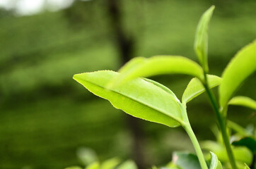 Close-up of tea leaves growing in tea garden at Kerala in India