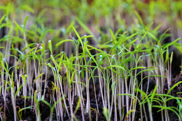 Sprouts of young dill in box on balcony.