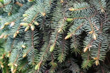 Young green sprouts on a spruce tree close-up. Horizontal orientation. 
