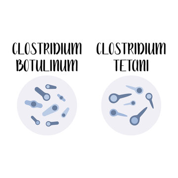 Clostridium Botulinum, Clostridium Tetani, Pathogen. Rod-shaped, Gram-positive Anaerobic Bacteria. Bacillus. Morphology. Microbiology. Vector Flat Illustration