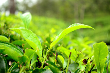 Close-up of tea leaves growing in tea garden at Kerala in India