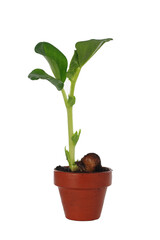  growing broad bean on white background