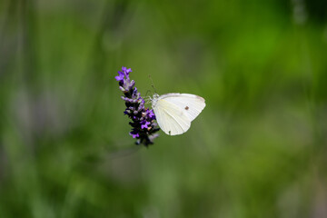 One small butterfly on blue lavender flowers in a sunny summer day in Scotland, United Kingdom, with selective focus, beautiful outdoor floral background.