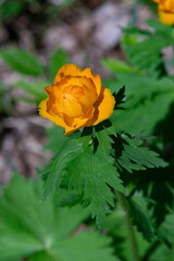 Large orange flower with green leaves.