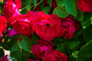 Lots of red roses close up. Beautiful natural background.