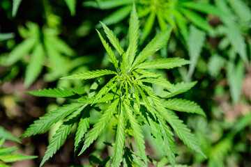 Fresh green organic hemp or cannabis leaves cultivated in an urban garden, in a summer day, beautiful outdoor monochrome green background photographed with soft focus, urban gardening.