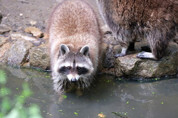 Obraz premium Racoon playing at the water