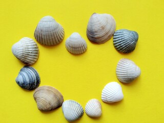 set of seashells