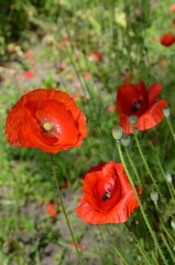 Roter Mohn bl&uuml;ht