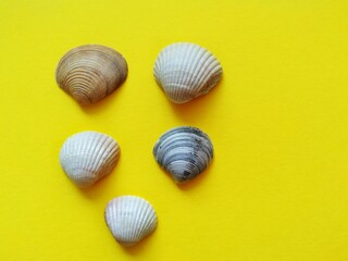 seashells on a white background