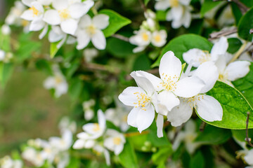 Fresh delicate white flowers and green leaves of Philadelphus coronarius ornamental perennial plant, known as sweet mock orange or English dogwood, in a garden in a sunny summer day, beautiful outdoor