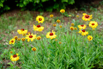 Many vivid yellow and red Gaillardia flowers, common name blanket flower, and blurred green leaves in soft focus, in a garden in a sunny summer day, beautiful outdoor floral background.