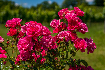 Beautiful roses in a garden on Lake Constance