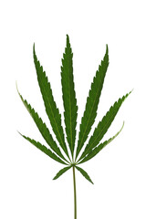 Fototapeta premium marijuana plant with green leaves