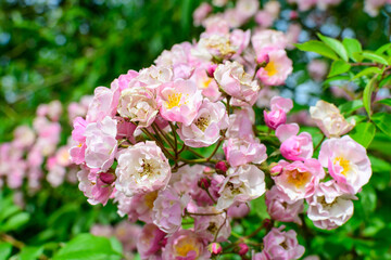 Bush with many delicate white and pink roses in full bloom and green leaves in a garden in a sunny summer day, beautiful outdoor floral background photographed with soft focus.
