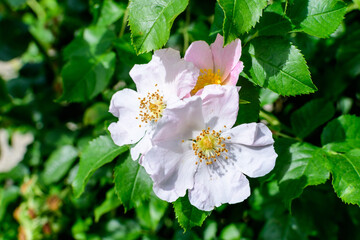 Bush with many delicate white and pink roses in full bloom and green leaves in a garden in a sunny summer day, beautiful outdoor floral background photographed with soft focus.