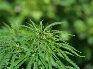  marijuana plant with green leaves