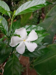 white flower in the garden