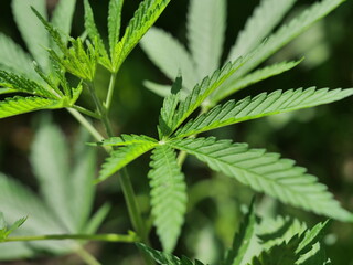  marijuana plant with green leaves