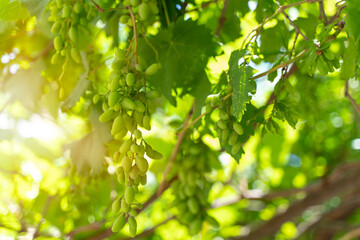 Vineyards at sunset in autumn harvest. Young grapes in fall..