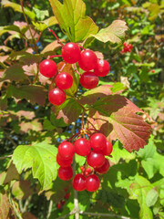 A bunch of red berries.