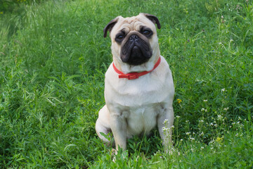 Obraz premium Close-up of Pug on the green grass in the garden