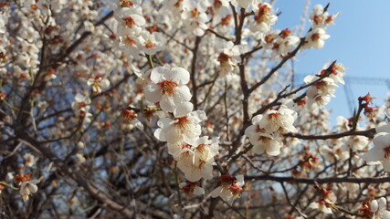 branch of a cherry tree in spring