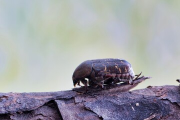Dark Flower Scarab beetle on a piece of bark side view. It is found in the USA and Mexico. They are considered pests as they feed on corn crops and a variety of flowers.