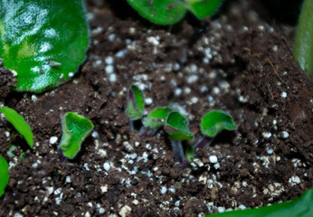 very young plants from leaf cuttings