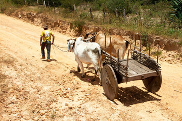 Man from the hinterland of Bahia, Brazil, pulling an ox cart - obrazy, fototapety, plakaty