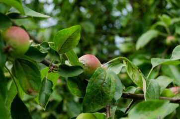 young apples closeup in garden