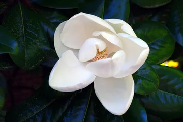 Gordijnen Ivory white flower of a Southern magnolia tree © eqroy