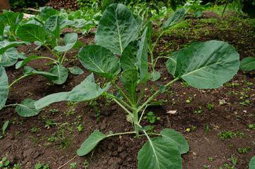 young cabbage closeup in garden