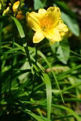 Fototapeta premium Orange and yellow daylily flower (hemerocallis) in the garden