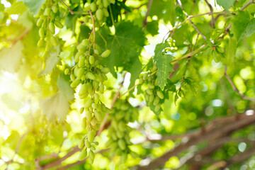 Vineyards at sunset in autumn harvest. Young grapes in fall..