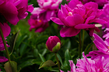 Obraz premium peonies, peony bushes, beautiful flowers