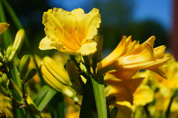 Orange and yellow daylily flower (hemerocallis) in the garden
