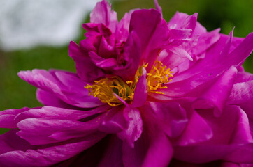 beautiful peony closeup, colorful flower