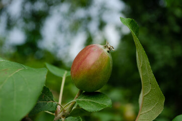 young apples closeup in garden