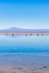 Laguna Chaxa, Atacama Desert, Chile.