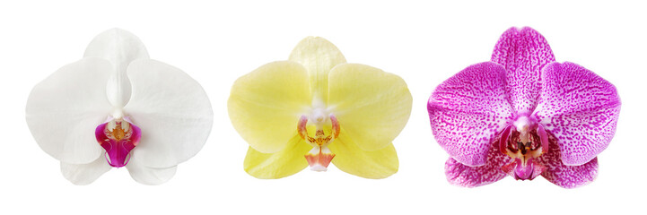 White, Yellow, Dotted Pink Phalaenopsis Orchid Flowers Isolated on White Background