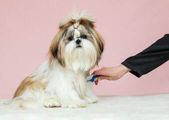 man combing the hair of a beautiful puppy on a pink background