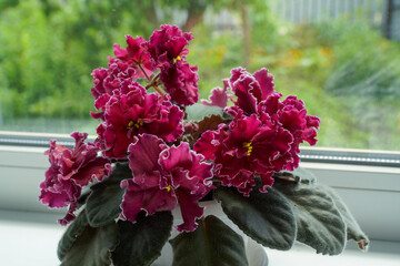 Luxurious burgundy flowers of Saintpaulia on the window against the backdrop of the greenery of the garden.