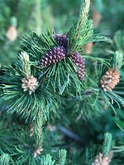 Pine Cone and Pine Needles