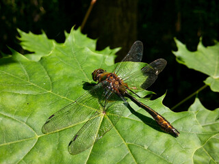 A young dragonfly is resting. Close-up.