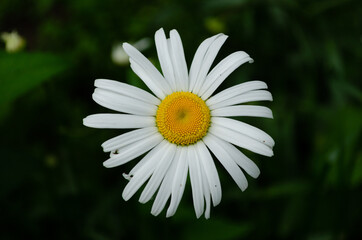 Obraz premium chamomile closeup, yellow and white flower