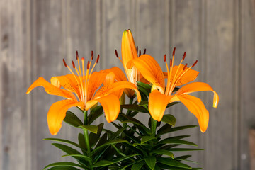 Feuerlilie vor Bretterwand ( freigestellt ) © Hans Arnold Eberlein