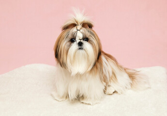 beautiful well groomed cute puppy close-up on a pink background