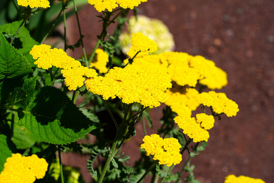 Yellow Flowers Of Achillea Moonshine Yarrow Plant